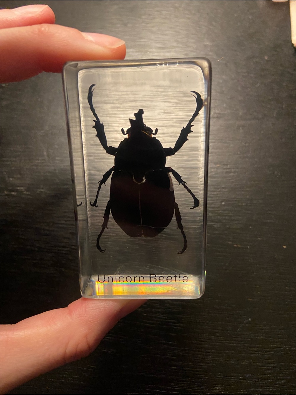 Unicorn Beetle in Resin